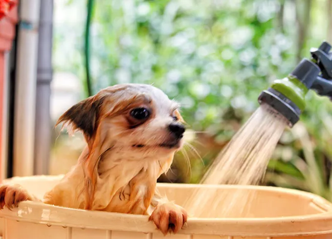 Hình ảnh ghi lại khoảnh khắc chú chó nhỏ đang được tắm trong chậu với vòi nước xịt nhẹ lên bộ lông.