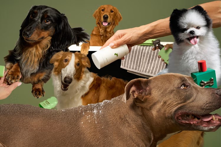 Hình ảnh thể hiện bột tắm khô có thể áp dụng được cho hầu hết mọi giống chó