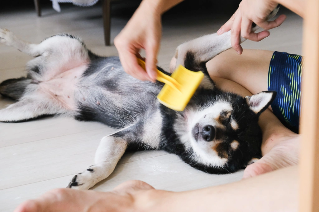 Người chủ đang chải lông cho một chú chó nằm thư giãn trên sàn.