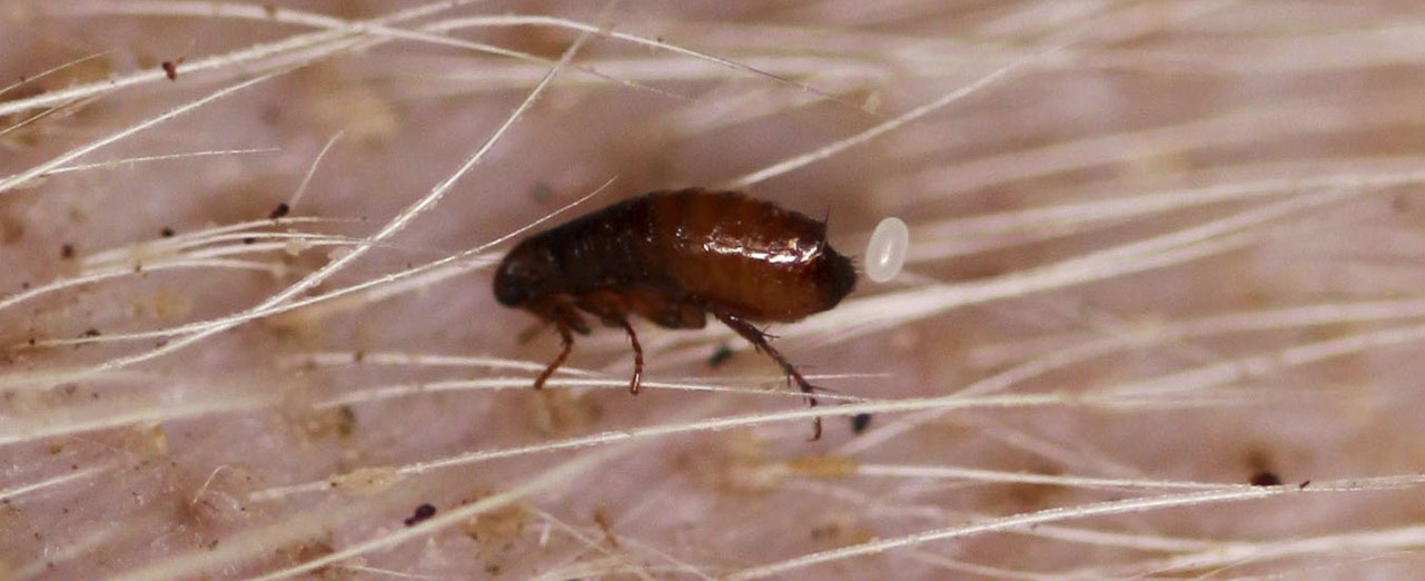 Bọ chét chó đang đẻ trứng trên lông thú cưng – nguyên nhân gây tái nhiễm trong nhà