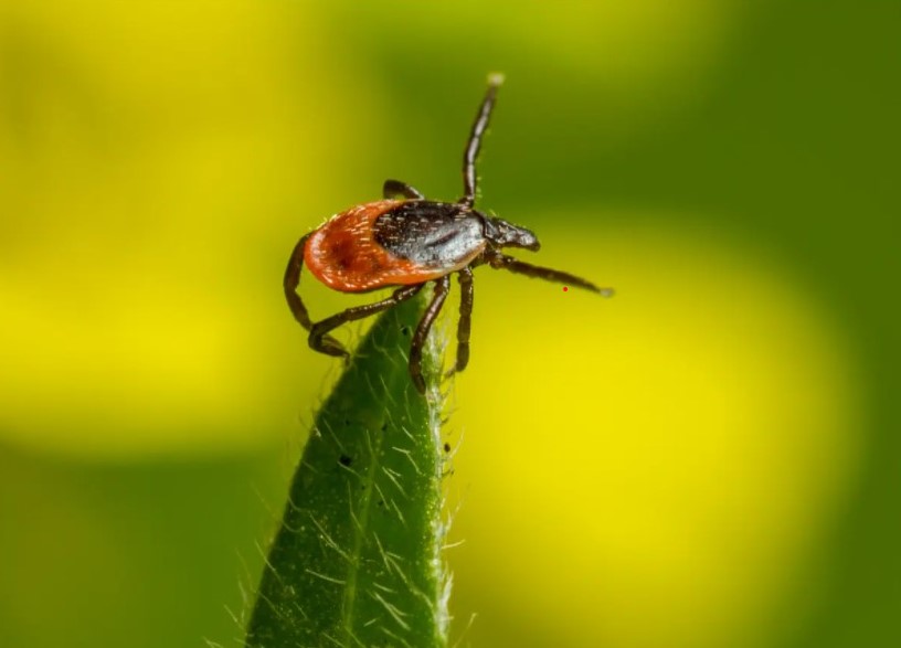 Ve chó đang bám trên đầu ngọn lá, giơ chân trước tìm vật chủ trong môi trường tự nhiên