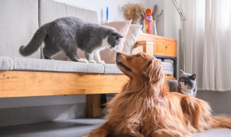 Hàng rào bảo vệ da là nền tảng cho vẻ đẹp nguyên bản của chó mèo.