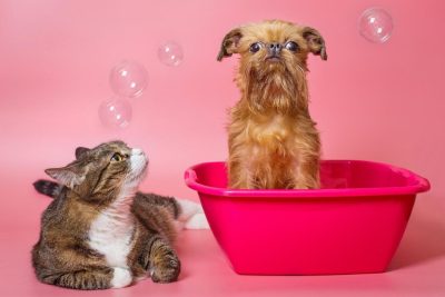 Cẩm nang hàng rào bảo vệ da chó mèo