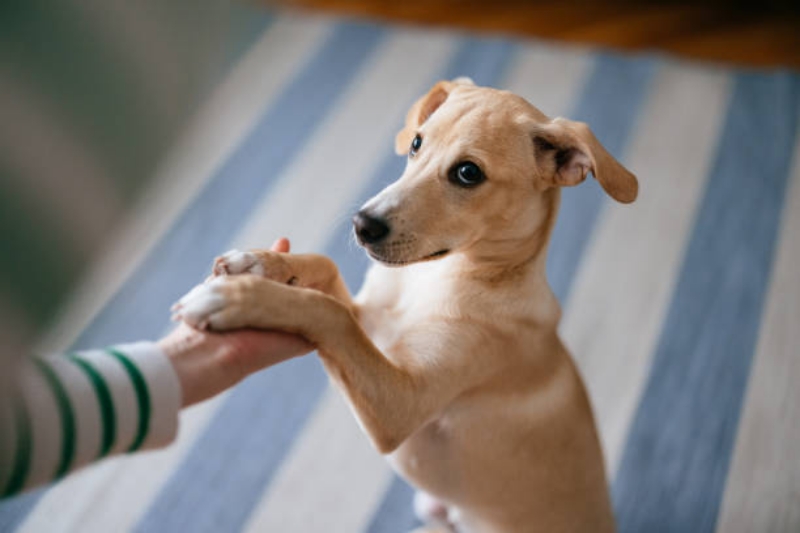 Làn da chó mèo nhạy cảm cần sự vỗ về dịu nhẹ.