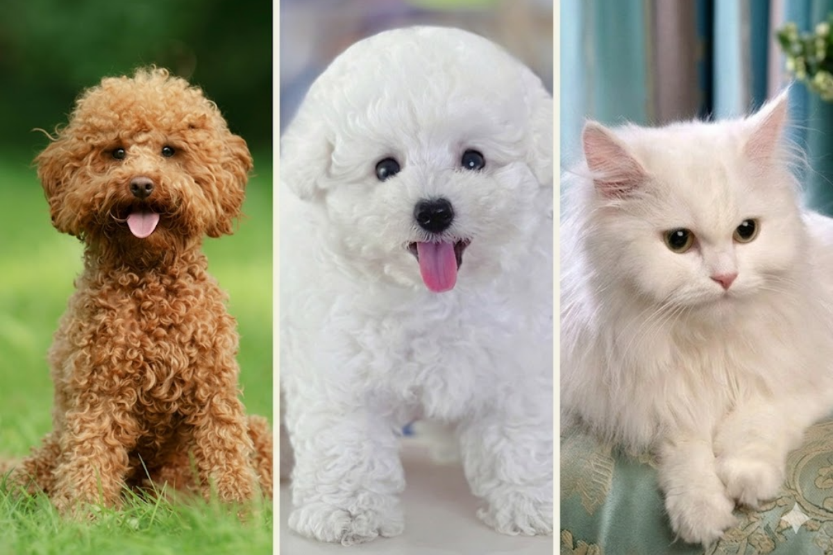 Chăm sóc lông Poodle, mèo lông dài & chó lông màu: Vì sao mỗi bộ lông cần một "liệu pháp" riêng?