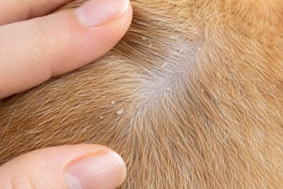 Nhận biết tình trạng chó mèo bị gàu và ngứa để có hướng điều chỉnh thói quen làm sạch phù hợp.