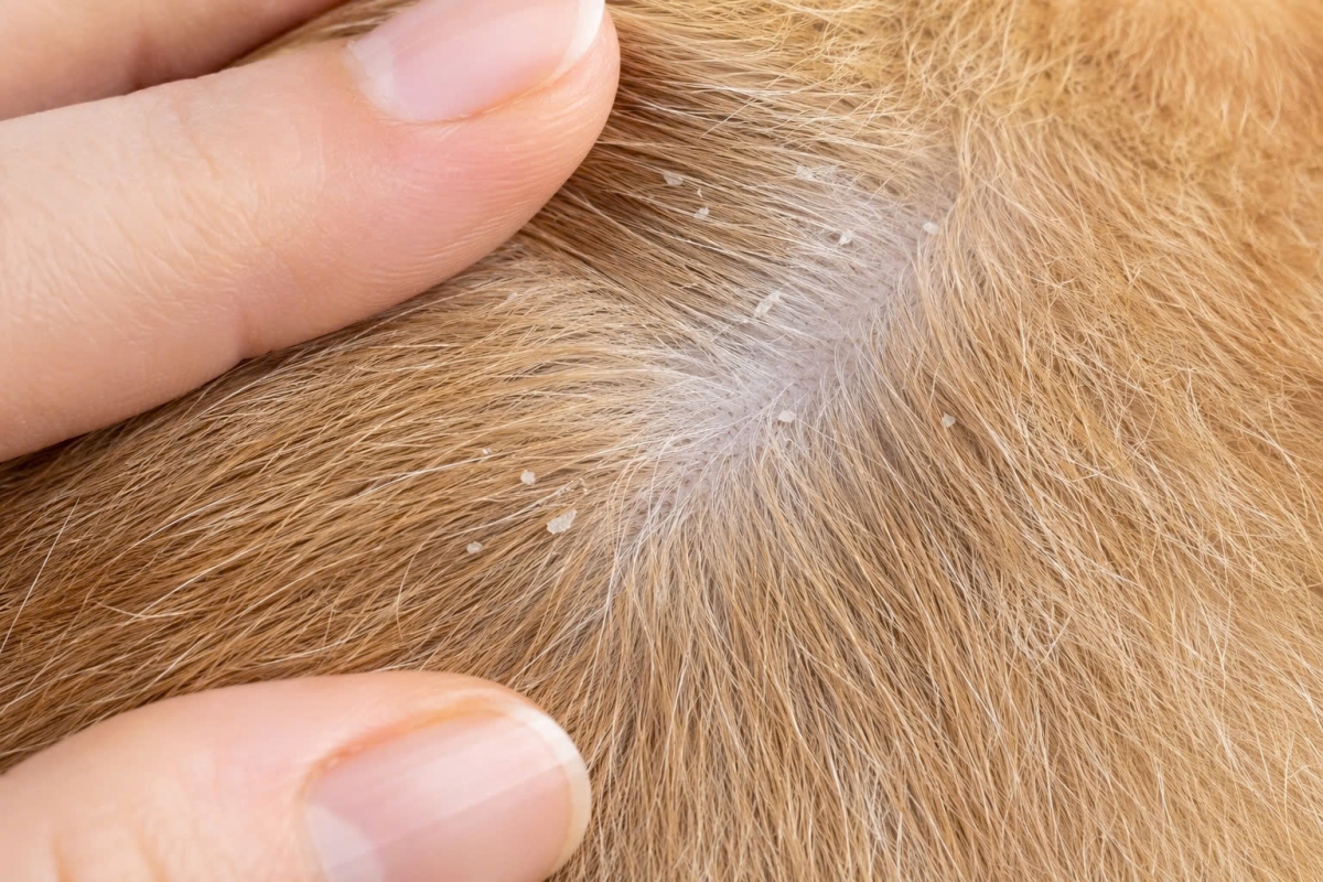 Nhận biết tình trạng chó mèo bị gàu và ngứa để có hướng điều chỉnh thói quen làm sạch phù hợp.