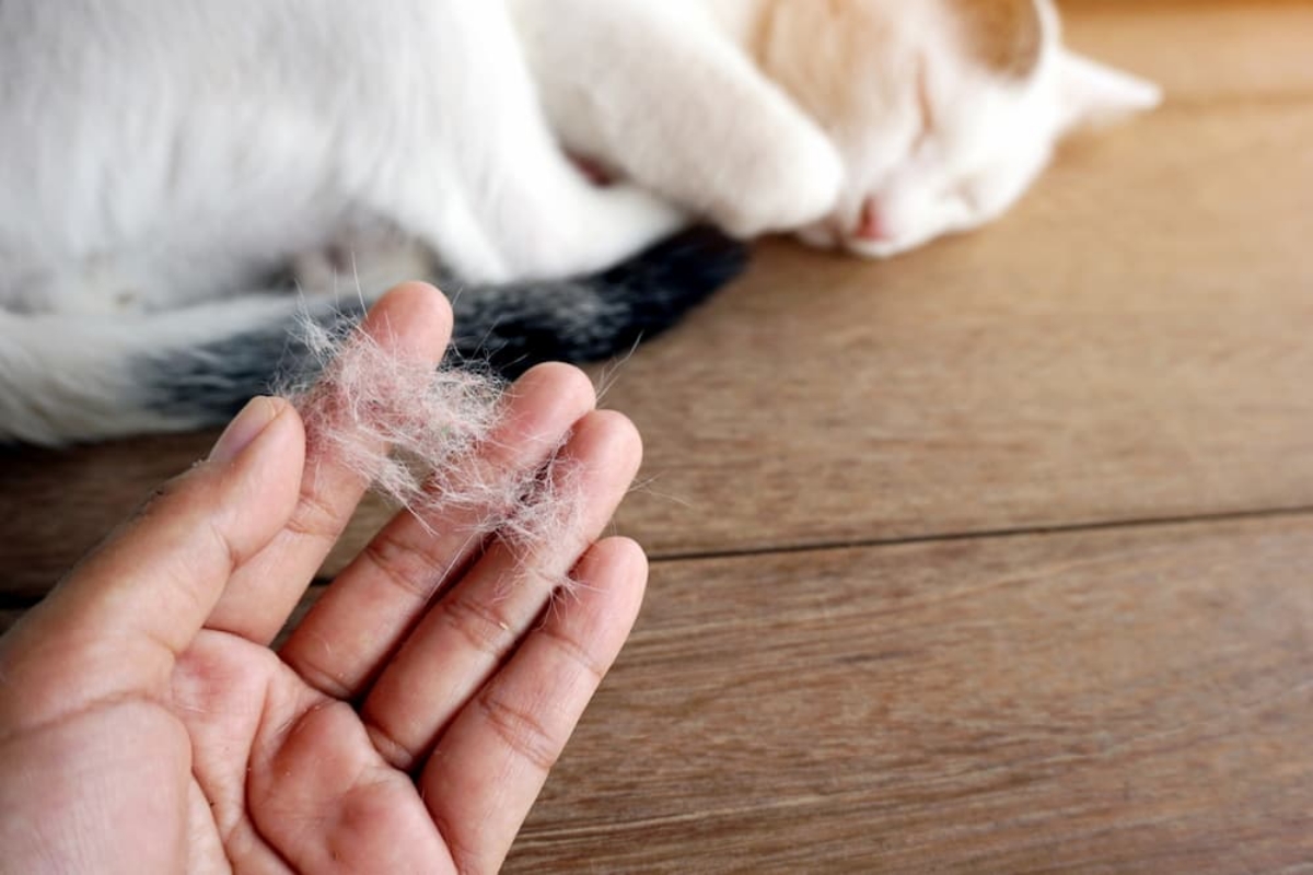 Chó mèo rụng lông có bình thường không