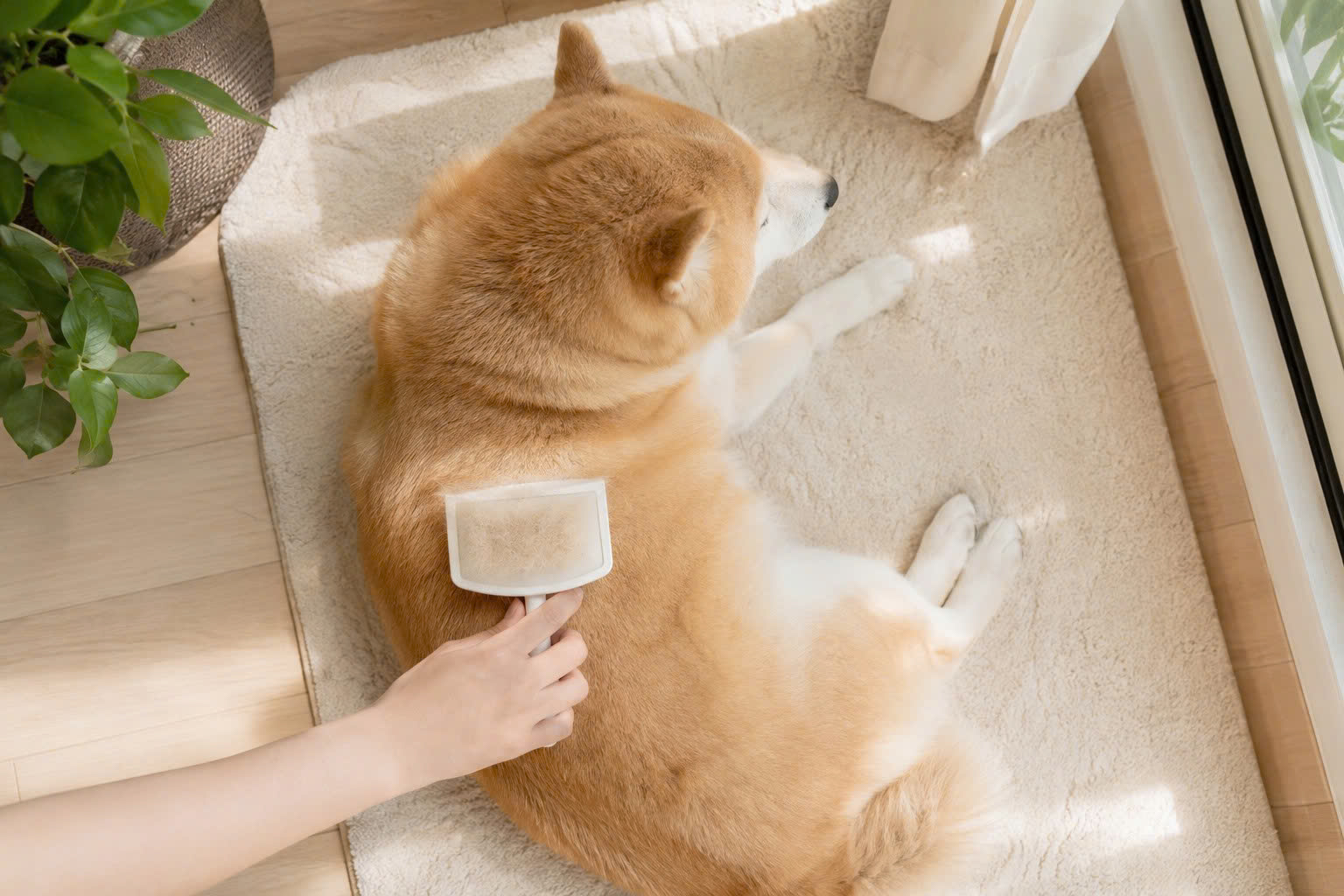 Chủ động chải gom lông chết hằng ngày là cách tốt nhất để giữ nhà cửa sạch sẽ trong mùa thay lông.