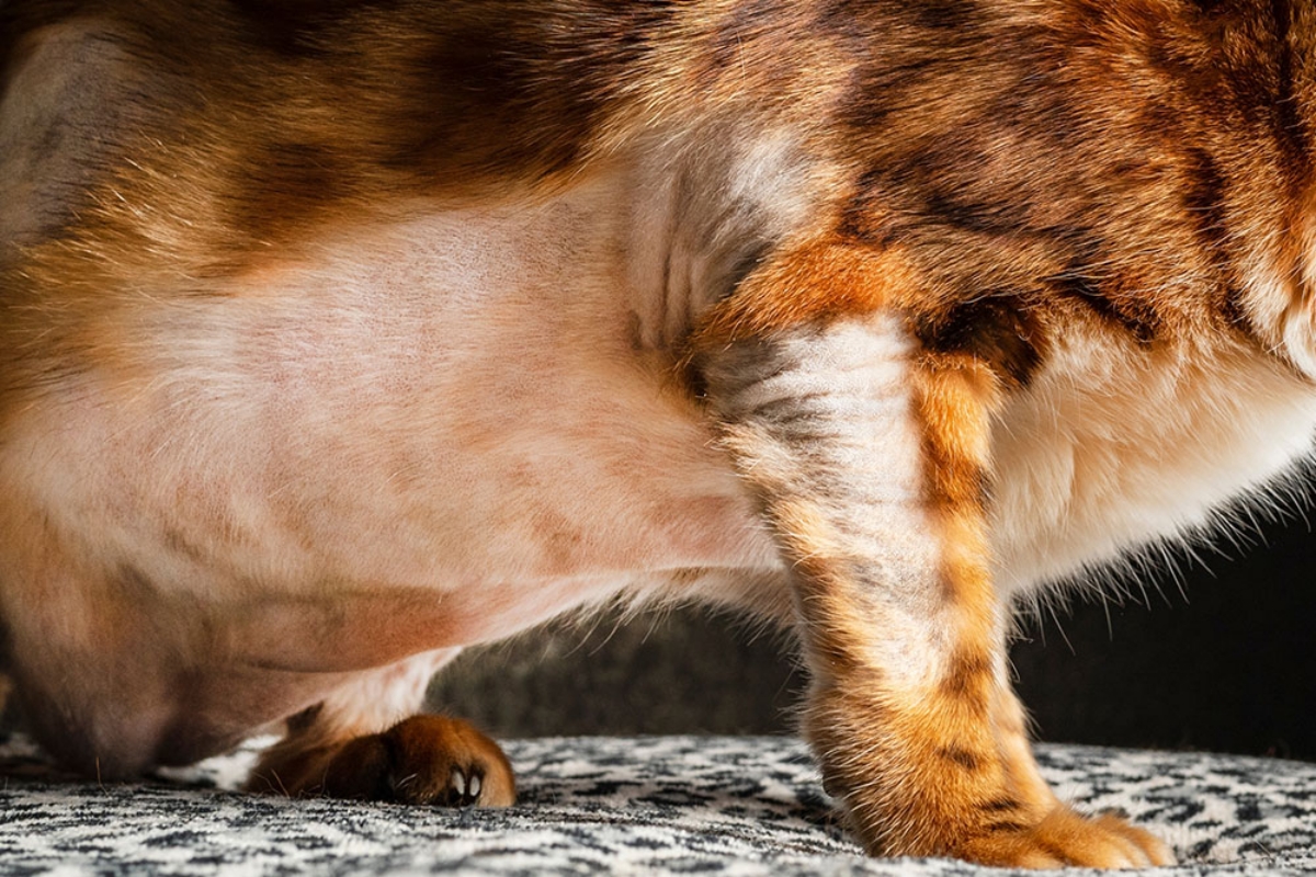 Chó mèo rụng lông từng mảng do nấm
