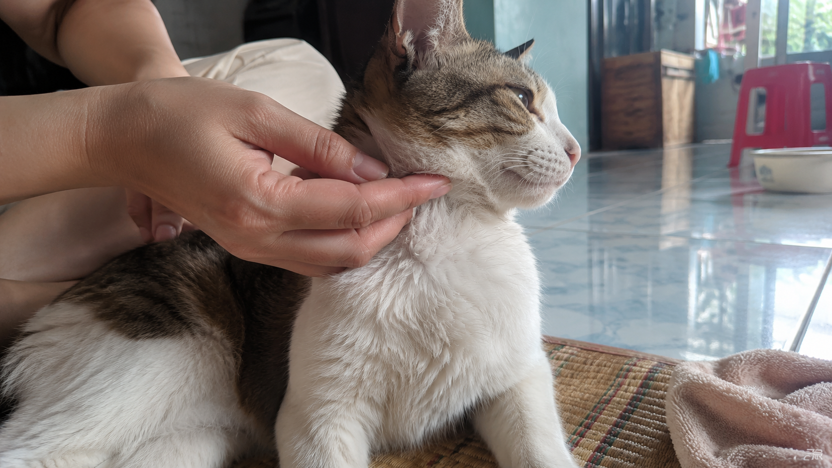 Một vùng lông chó mèo hơi bết và kém tơi thoáng sau khi bị làm sạch nhanh quá thường xuyên.