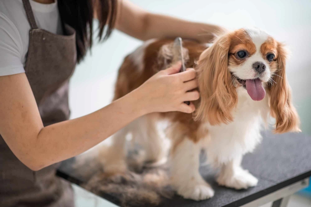 Grooming dịu nhẹ cho chó mèo: Vỗ về thay vì tẩy rửa