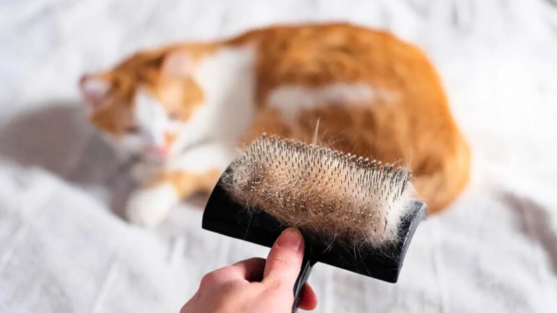 Chải bỏ lớp lông tơ chết giúp biểu bì thông thoáng, ngăn vi khuẩn gây mùi.