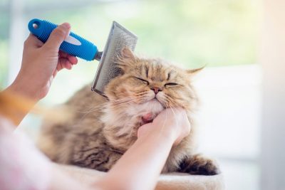 Grooming kiểm soát mùi cơ thể chó mèo từ gốc