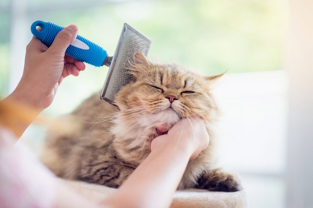 Grooming kiểm soát mùi cơ thể chó mèo từ gốc