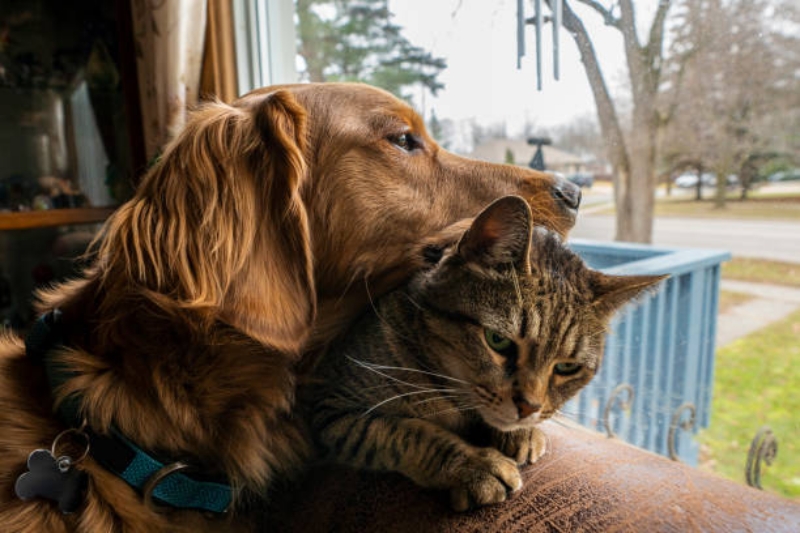 Sự thay đổi nhịp điệu grooming theo mùa giúp bảo vệ sức khỏe da lông chó mèo.