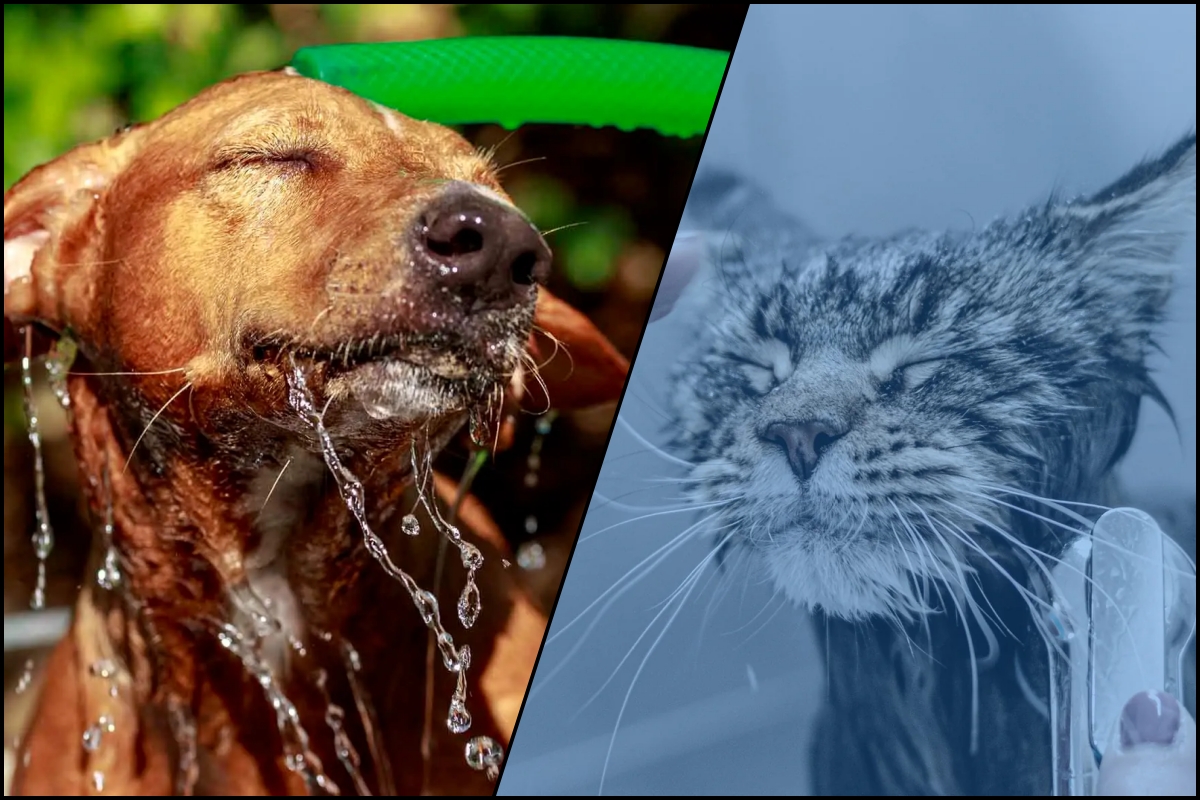 Grooming mùa nóng vs mùa lạnh
