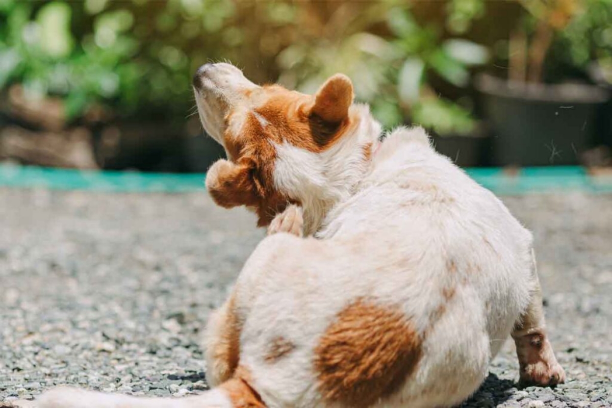 Hàng rào bảo vệ da chó mèo