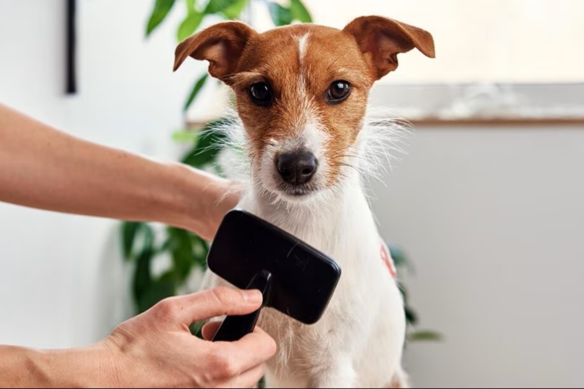 Khi grooming vượt quá nhu cầu tự nhiên