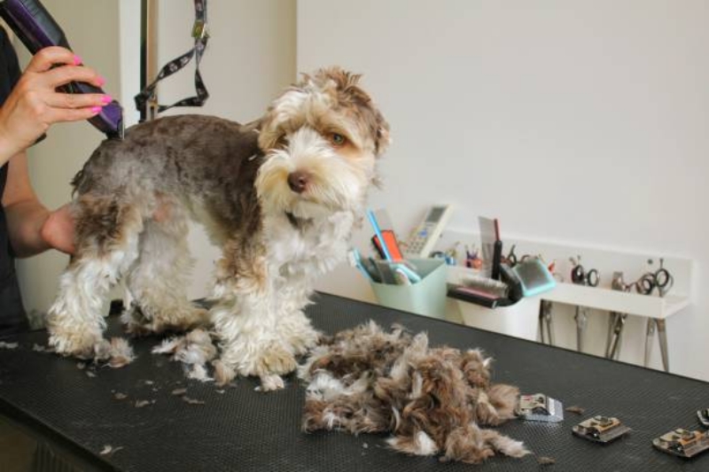 Sự khác biệt giữa grooming gây áp lực và grooming vỗ về sức khỏe da lông.
