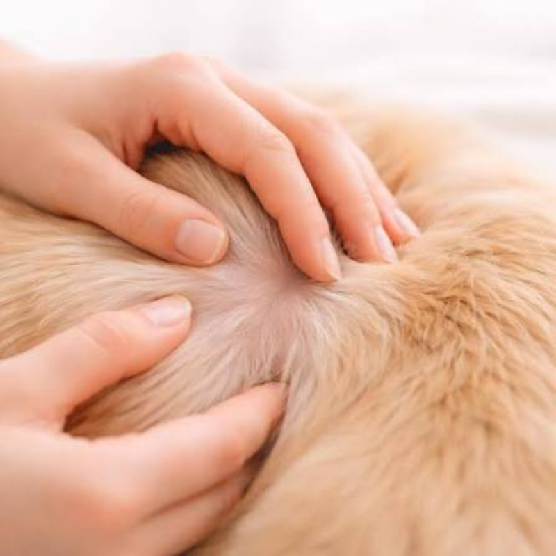 Người rẽ lông kiểm tra vùng da hồng đỏ và thưa lông trên vai chó.