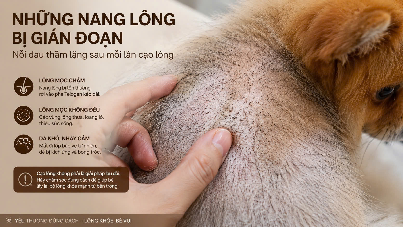 Hiện tượng lông chó mèo mọc lún phún và chậm chạp do nang lông kẹt trong pha nghỉ Telogen sau khi cạo sát.
