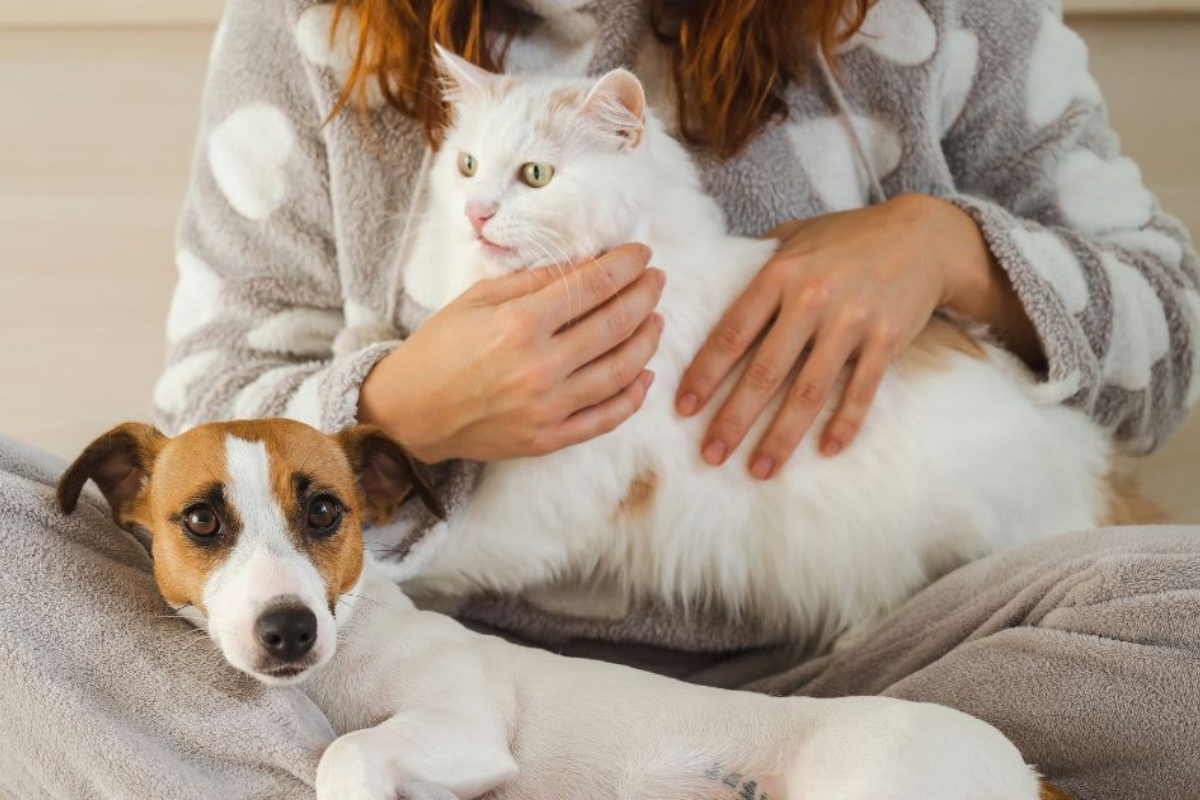 Ổn định da lông chó mèo