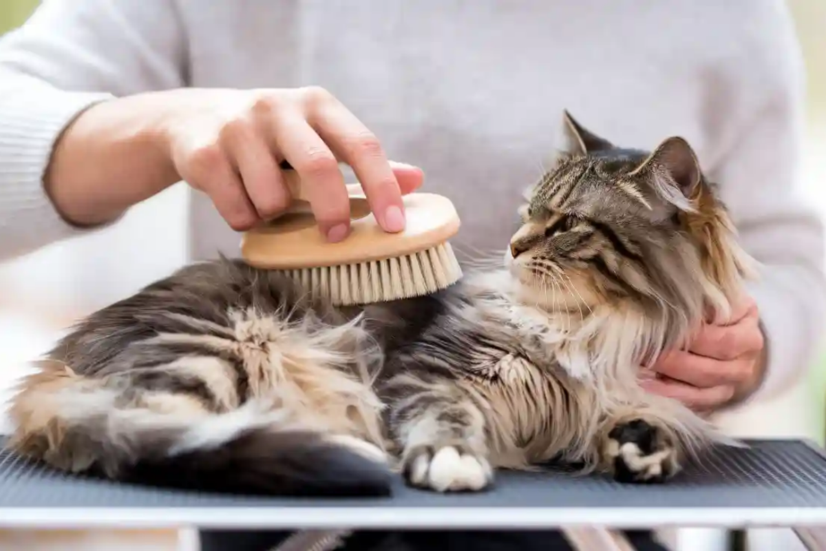 pH da chó mèo có gì đặc biệt