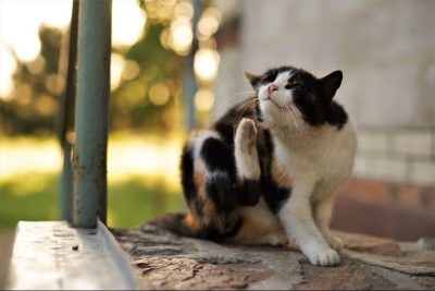 Phân biệt nấm và ghẻ ở chó mèo