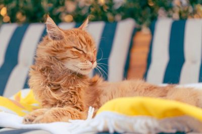 Routine grooming dịu nhẹ cho da nhạy cảm