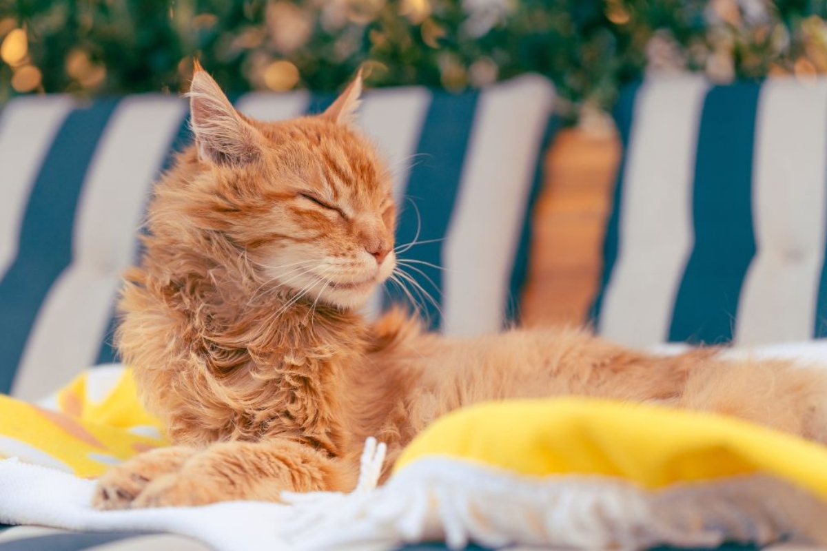 Routine grooming dịu nhẹ cho da nhạy cảm