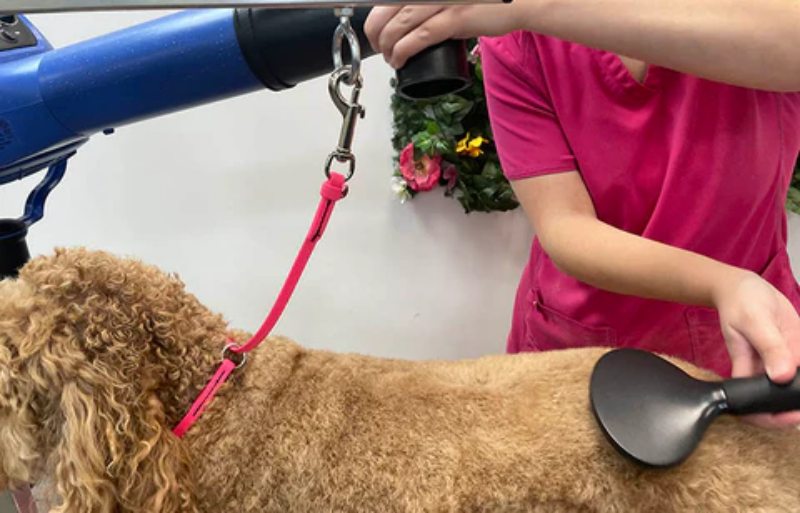 Kỹ thuật sấy tách lớp đảm bảo chân lông chó mèo khô ráo hoàn toàn.