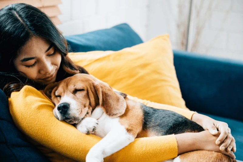 Sự kiên nhẫn của người nuôi là yếu tố quan trọng nhất để da lông chó mèo phục hồi.