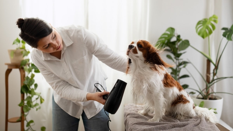 Quy trình sấy lông đúng cách giúp bảo vệ độ ẩm cho da.