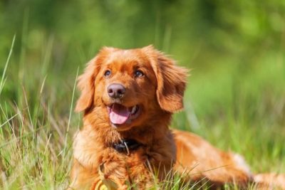 Vì sao grooming không chỉ để thơm lâu