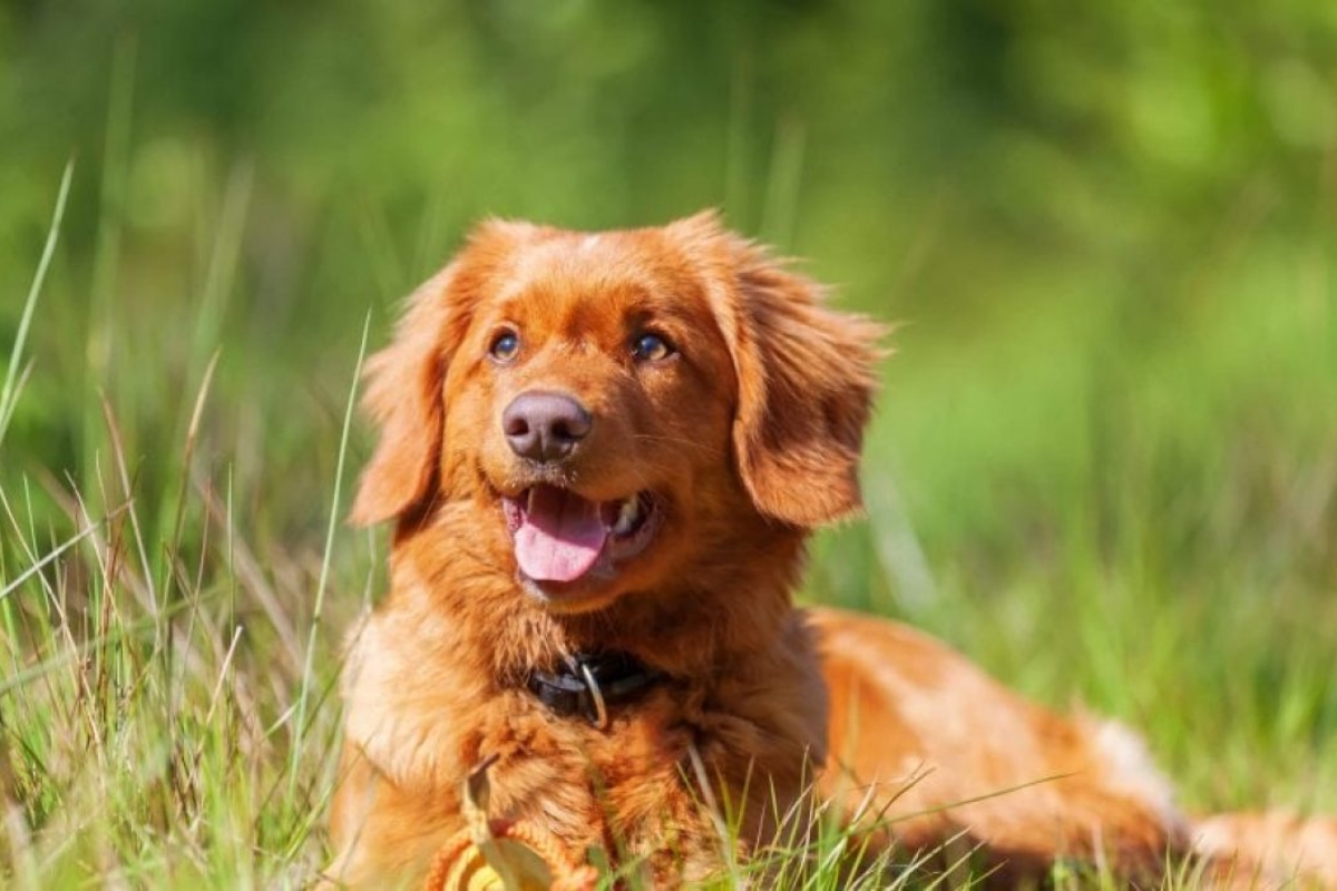 Vì sao grooming không chỉ để thơm lâu