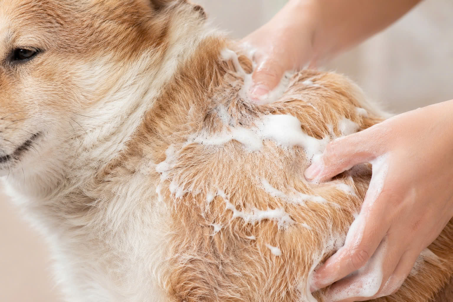 Sữa tắm dưỡng ẩm giúp làm mềm bộ lông chó bị khô xơ.