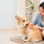 Chó bị viêm da có nên tắm không? Hướng dẫn cách tắm đúng.