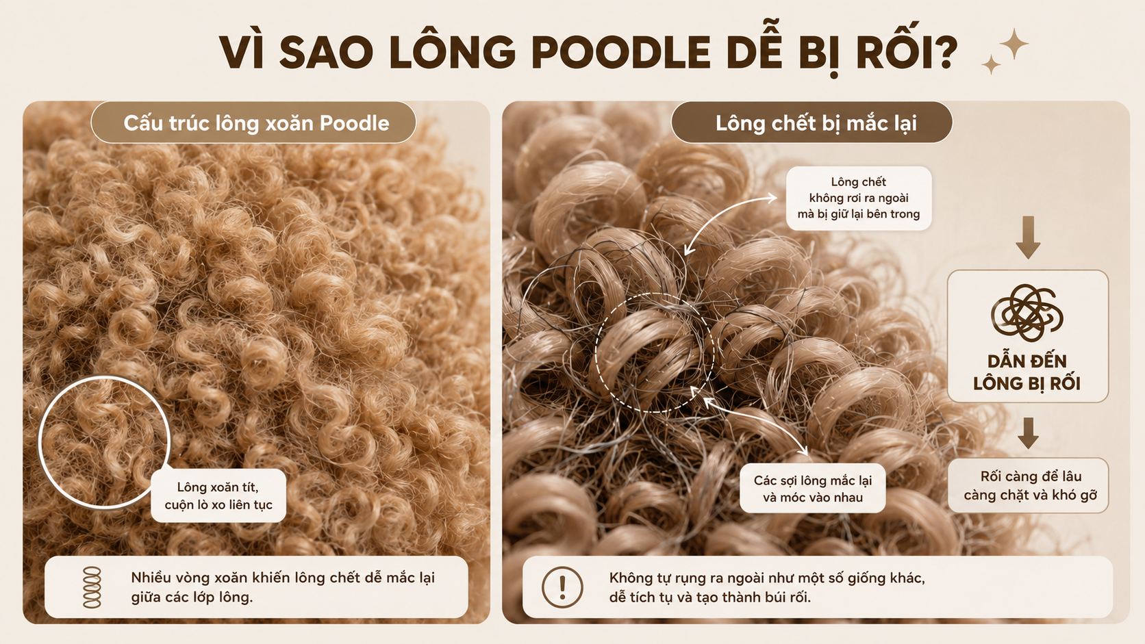 Cấu trúc sợi lông xoăn của chó Poodle.