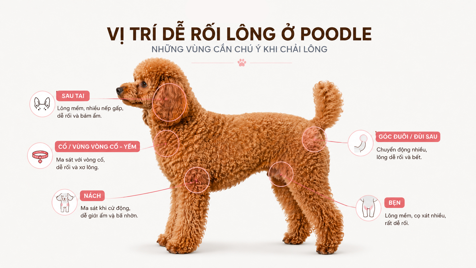 Sơ đồ các "điểm nóng" dễ bị rối lông trên cơ thể chó Poodle.