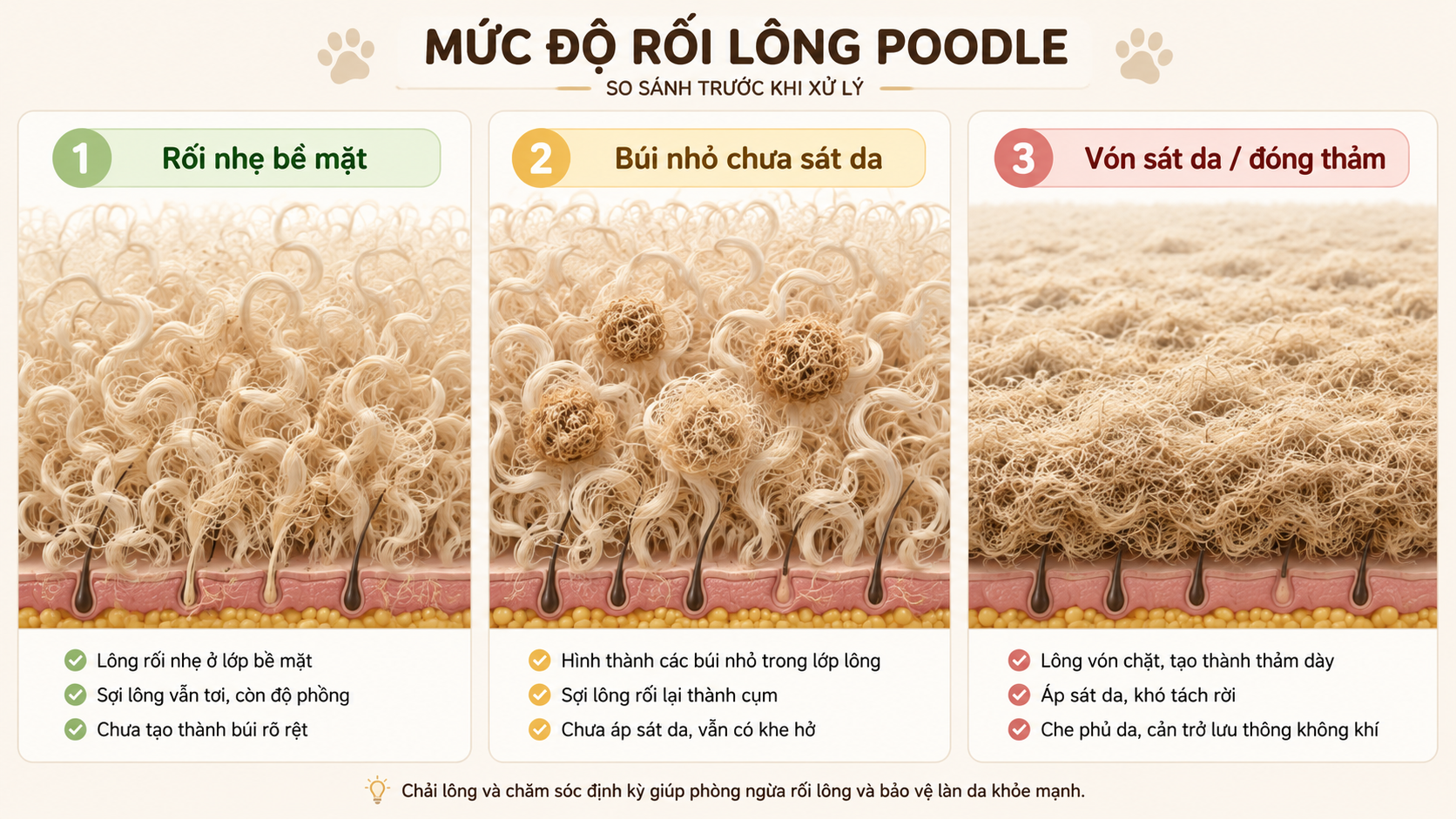Phân loại các mức độ rối lông ở chó Poodle.