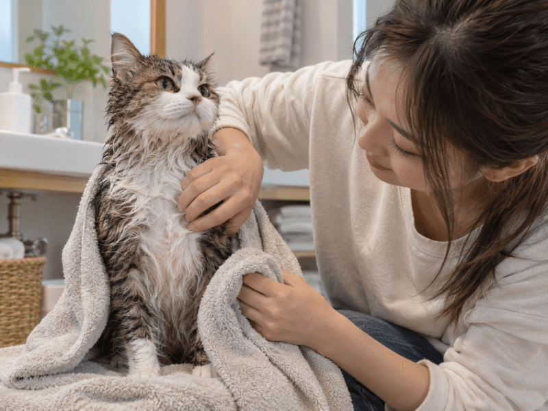 Chủ nuôi kiểm tra phần lông còn ẩm của mèo sau khi tắm