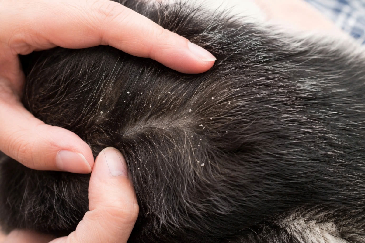 Quan sát kỹ lấm tấm vảy trắng trên lông chó mèo ngay sau khi tắm để xác định nguyên nhân do gàu hay do lỗi xả nước.