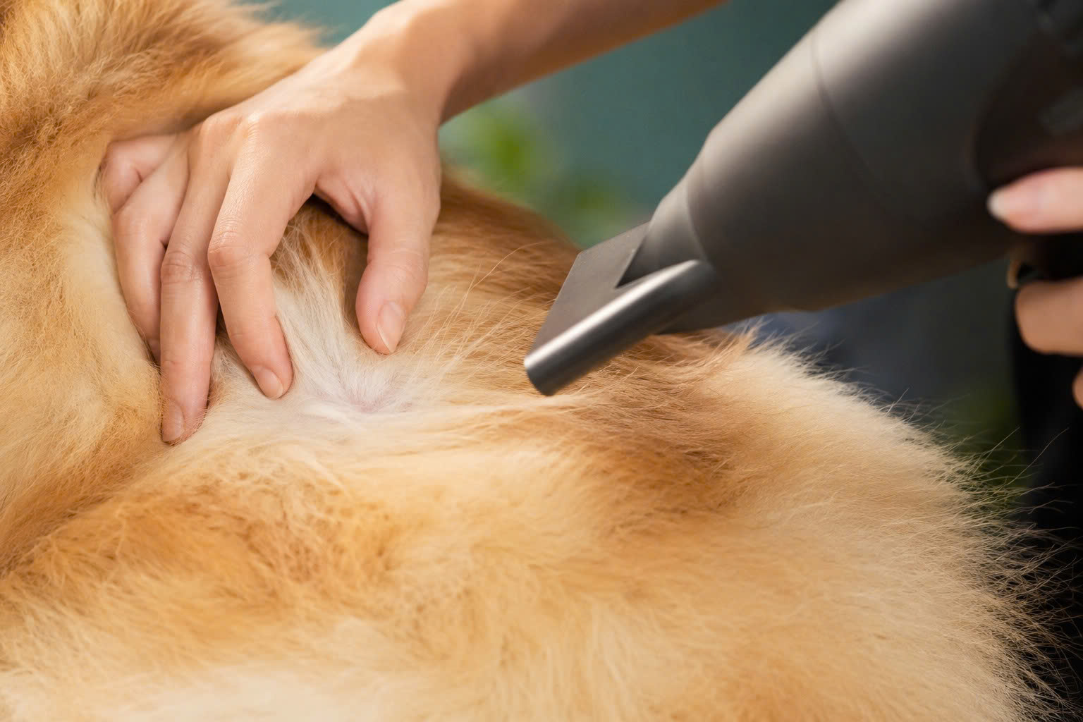 Kỹ thuật sấy rẽ lớp giúp luồng gió đi sâu vào tận gốc lông, hỗ trợ làm khô kỹ hơn và giảm cảm giác ẩm bí sau tắm.