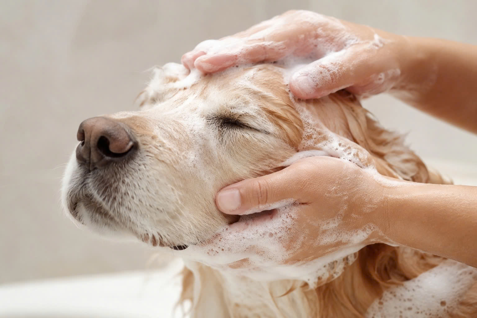Dùng phần thịt ngón tay để massage bọt tắm giúp làm sạch dịu nhẹ mà không gây đỏ rát da chó mèo.