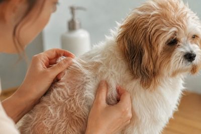 Tắm xong lông chó mèo vẫn xơ rối có thể liên quan đến cách chọn sữa tắm, xả bọt, chải và sấy.
