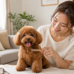 Chủ nuôi chải lông cho chó Poodle trong không gian sáng, sạch và bình tĩnh tại nhà