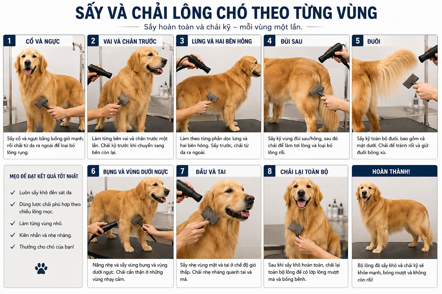 Chủ nuôi sấy và chải từng lớp lông bằng nhiệt vừa phải.