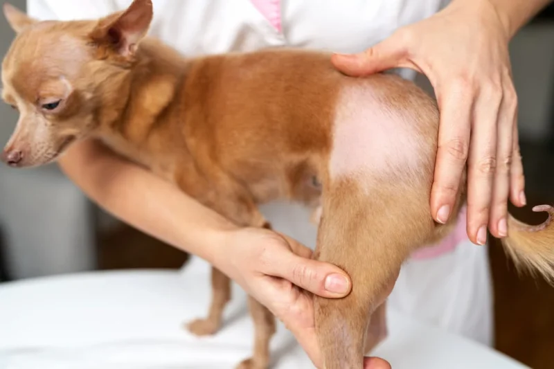 Người nuôi kiểm tra vùng lông thưa và da bên dưới của chó.