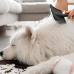 Chủ nuôi kiểm tra độ mềm và khả năng chải của bộ lông sau khi tắm.
